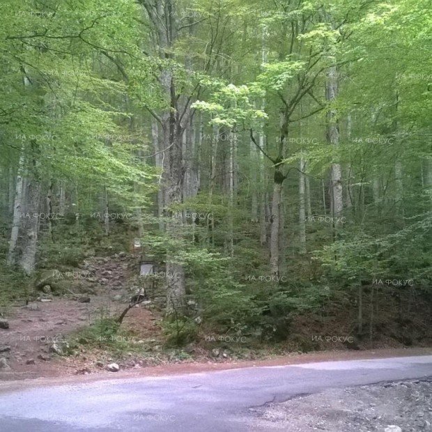 Увреждането на пътища е сред най-честите сигнали в Регионална дирекция по горите – Кюстендил