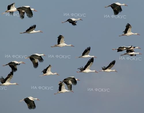 РИОСВ–Варна участва в 46-ото среднозимно преброяване на водолюбивите птици