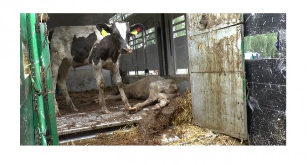 Организации за защита на животните разкриха ужасяващи кадри, заснети при транспортирането на животни