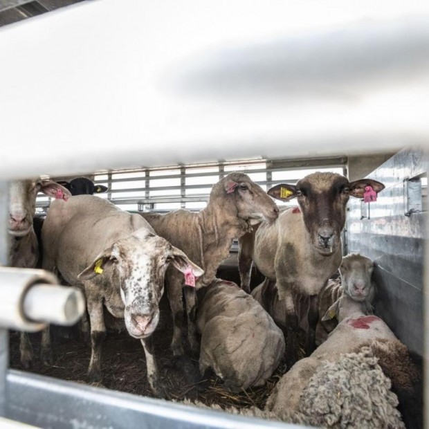 "Четири лапи": Европейският парламент не успя да адресира проблемите с транспорта на живи животни