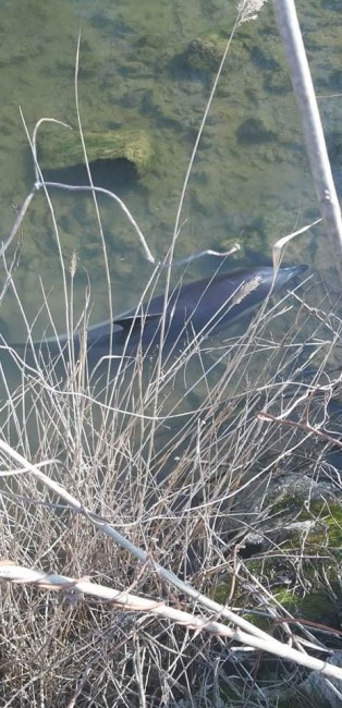 Делфин, заклещен при каналите на Рибарското селище край Бургас, беше освободен