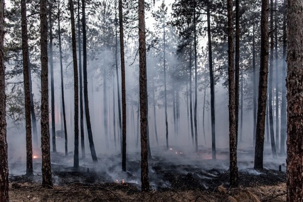 Община Ловеч: Земеделските производители имат задължения за опазването на горите от пожари