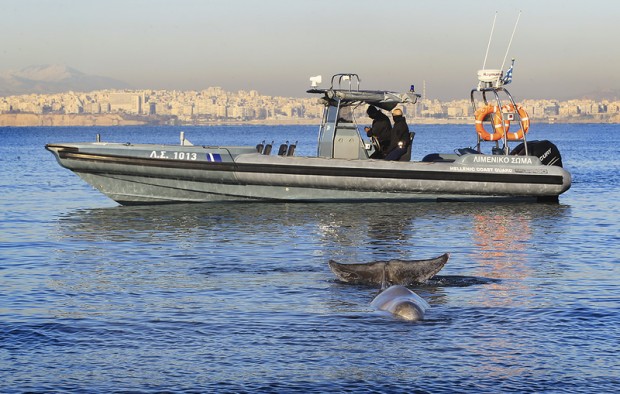 ANA-MPA: Гръцките спасители изведоха кита в дълбоки води