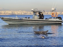 ANA-MPA: Гръцките спасители изведоха кита в дълбоки води