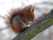 НИМХ:Утре максималните ще са между 2° и 7°, в София - около 3°