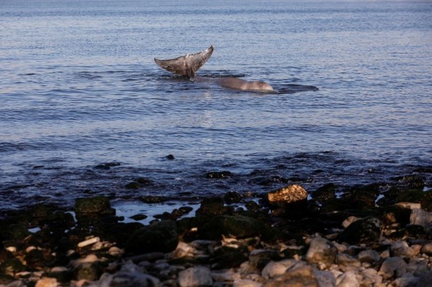 Euronews: В Гърция се провежда спасителна операция за млад кит в района на Атина