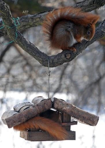 НИМХ: Днес преобладаващите максимални температури ще са между 6° до 11°, в София 5°-6