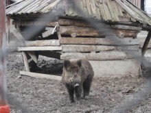 Открити са вторично възникнали огнища на болестта Африканска чума при диви свине в териториалния обхват на Държавно горско стопанство "Кюстендил"