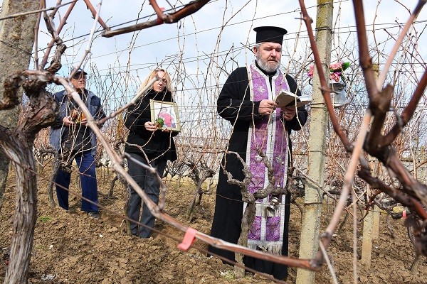 И тази година в град Долни чифлик бе спазена традицията да се зарежат лозите навръх празника Трифон Зарезан