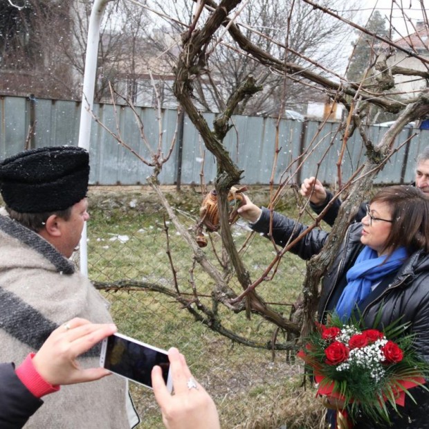 На Трифон Зарезан Корнелия Нинова заряза ритуално лозите в Лесново