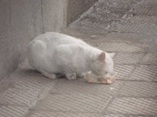 Пловдивските улични котки ще са първите кастрирани в страната