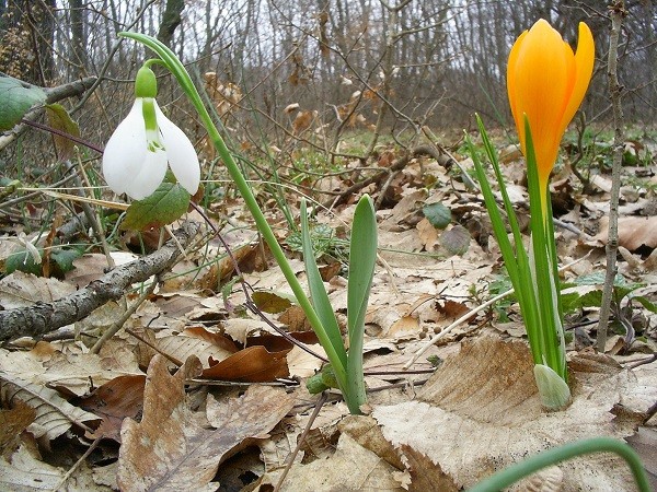 Пролетните диворастящи цветя са забранени за бране и продажба, напомнят от Дирекцията на ПП "Шуменско плато"