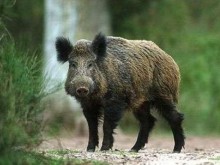 Областната епизоотична комисия в Смолян заседава заради зачестилите случаи на огнища на Африканска чума по свинете