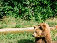 В Седмицата на гората Центърът за защита на природата и животните в Добрич обяви творчески конкурс за художници природолюбители