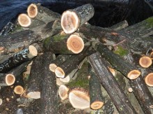 Зачестяват измамите с дърва за огрев на територията на ОДМВР - Разград