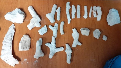 24 парчета от корали, защитени по CITES, откриха митнически служители на Летище София