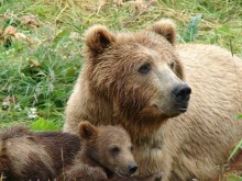 Намерените в Родопите мечета бяха върнати в природата