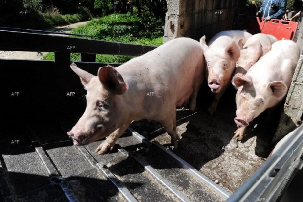 Свиневъдите получават плащането по втори транш за хуманно отношение без коефициент на редукция