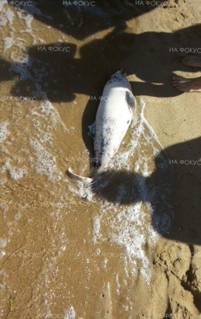 Мъртъв делфин от вида "Муткур" е открит край плаж "Смокиня" – Бургас