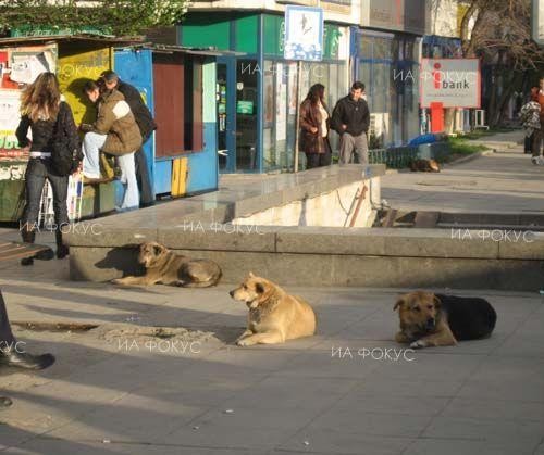 Община Смолян организира кампания по преброяване на безстопанствените кучета