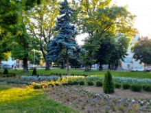 Около 7000 нови цветя преобразиха визията на зелени пространства в Асеновград