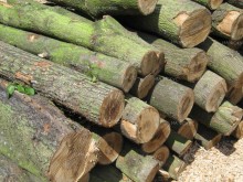 Образувано е досъдебно производство срещу мъж от село Бъта, съхранявал незаконно добита дървесина