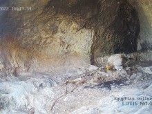Излюпи се бебе египетски лешояд в дивото гнездо с онлайн камера в Провадия