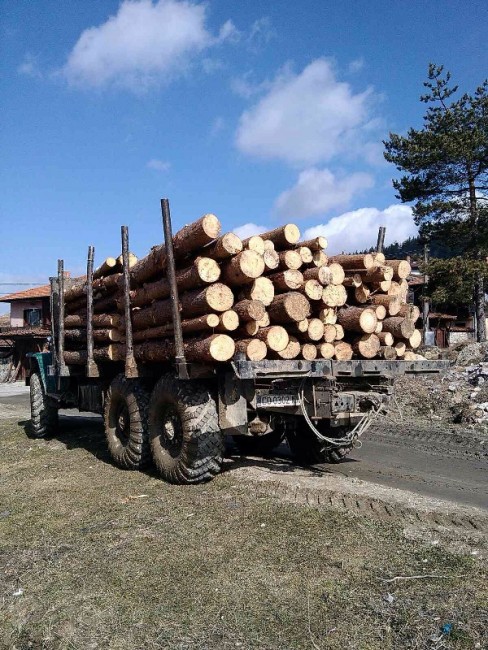 Повече от 4200 инспекции извършиха инспектори от държавните горски предприятия и Изпълнителната агенция по горите