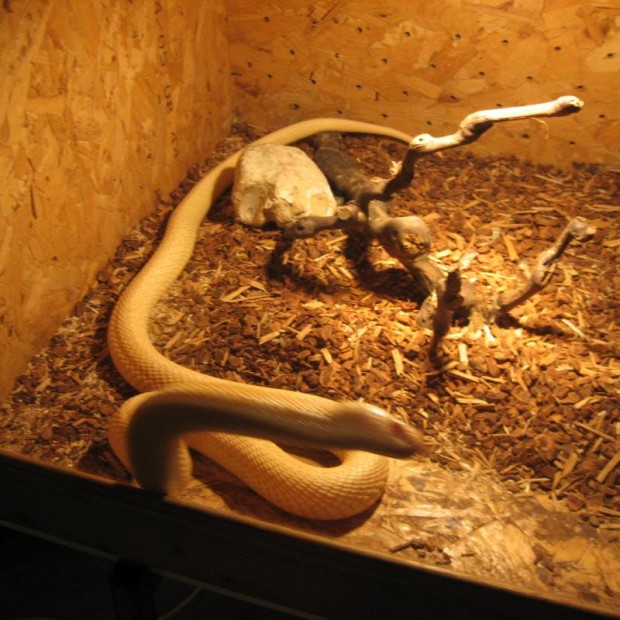 Херпетологът Георги Кръстев: Не вярвайте на митовете за змиите, те са крехки и чувствителни към промените в околната среда