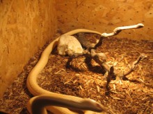 Херпетологът Георги Кръстев: Не вярвайте на митовете за змиите, те са крехки и чувствителни към промените в околната среда