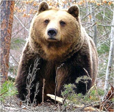 Немски екип медици извърши първата лапароскопска операция на мечка в Парка за мечки в Белица