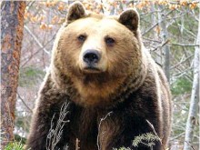 Немски екип медици извърши първата лапароскопска операция на мечка в Парка за мечки в Белица