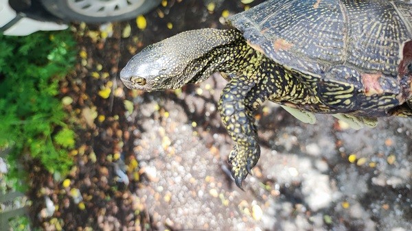 РИОСВ-Шумен съдейства за спасяването на Обикновена блатна костенурка от защитен вид