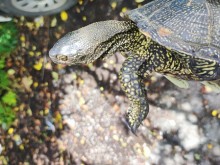 РИОСВ-Шумен съдейства за спасяването на Обикновена блатна костенурка от защитен вид
