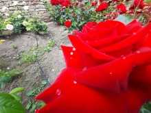 Марияна Димитрова, Ботаническа градина - Балчик: Началото на юни е най-красивият и ароматен период в нашите розариуми