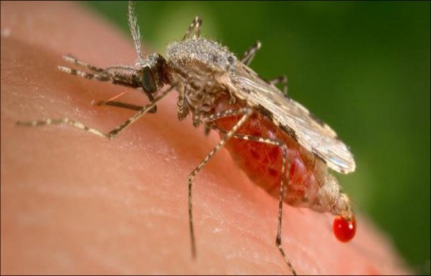 Масова обработка срещу комари ще се извърши на територията на община Кюстендил