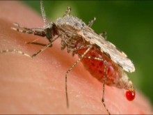 Масова обработка срещу комари ще се извърши на територията на община Кюстендил