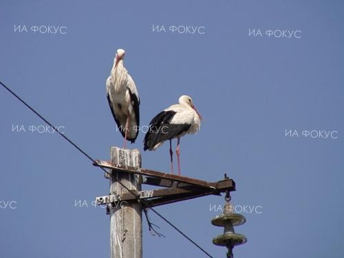 Кмет спаси бедстващ щъркел в Ракитово