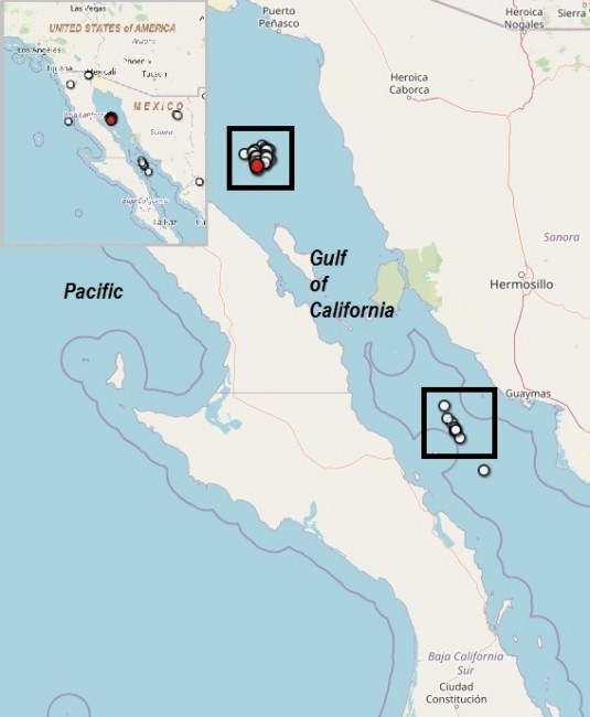 Относно земетръсна активност в Калифорнийския залив, Мексико