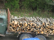 Съставиха 79 акта след 4500 проверки на служители от държавните горски предприятия и Изпълнителна агенция по горите