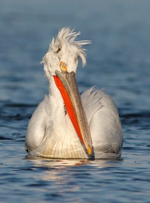 Радостина Ценова, БФБ: Пеликанът е благодатен вид и усилията за неговото опазване понякога дават лесно видим резултат