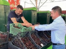 Депутатът Христо Терзийски: Столичани може да се насладят на различните сортове череши и вишни от кюстендилски производители