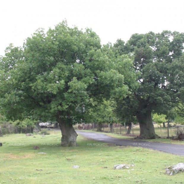 Седем вековни дървета са обявени за защитени