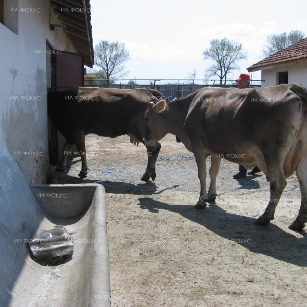 ОДБХ-Разград потвърди огнище на туберкулоза в лично стопанство в село Кривица