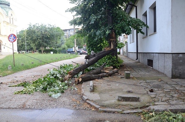 Паднали дървета, счупени клони и повредени автомобили след силната буря във Видин