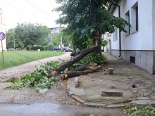 Паднали дървета, счупени клони и повредени автомобили след силната буря във Видин