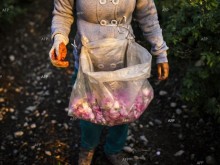 Владимир Стоянов, "Българска розова долина": Тази година е по-добра от предходната заради изкупната цена на розата