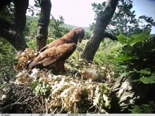 800-1000 двойки от вида малък креслив орел гнездят в България, като това нарежда страната ни на първо място на Балканите