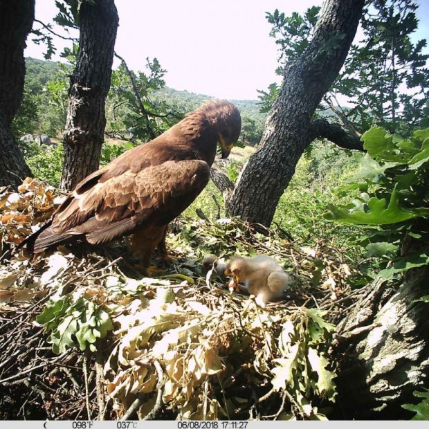 Защитена зона Суха река в област Добрич е сред районите в страната с най-много двойки от вида малък креслив орел