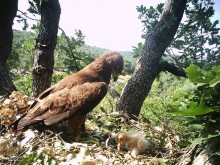 Защитена зона Суха река в област Добрич е сред районите в страната с най-много двойки от вида малък креслив орел